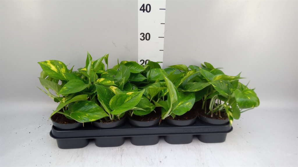 Epipr Aureum 12Ø 20cm