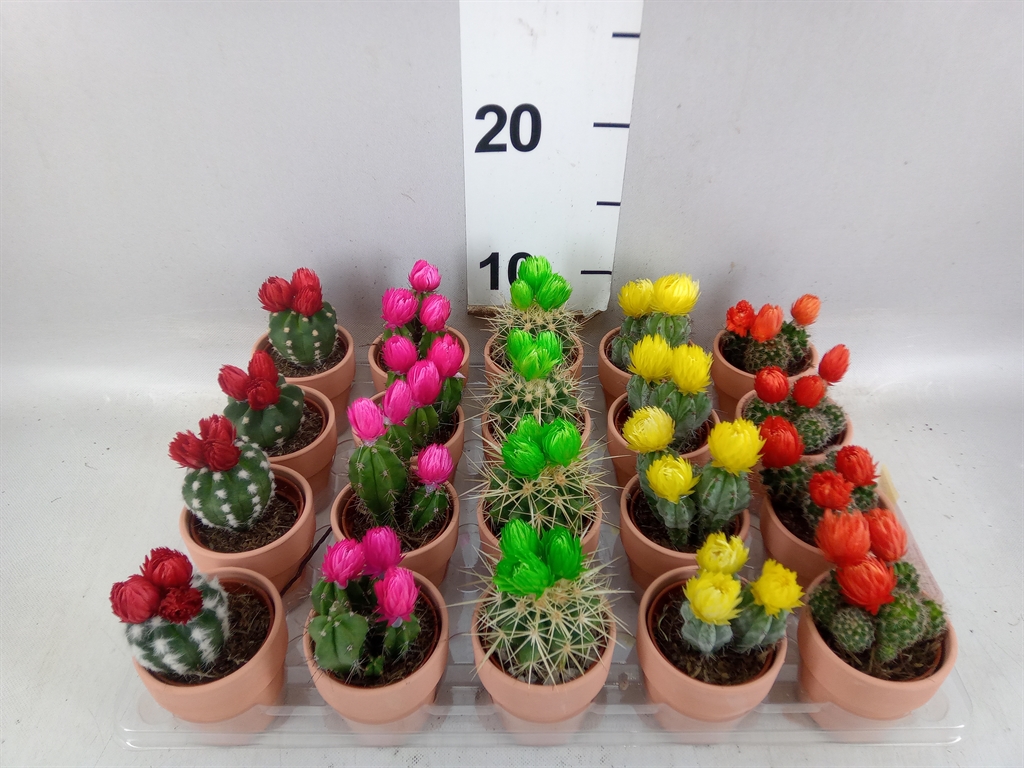 Cactus Decorated 5Ø 11cm
