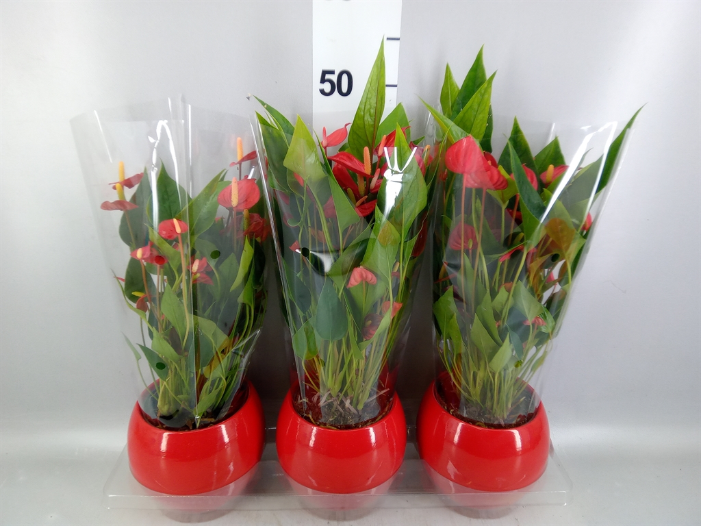 Anthurium Millions Flowers Red 12Ø 43cm