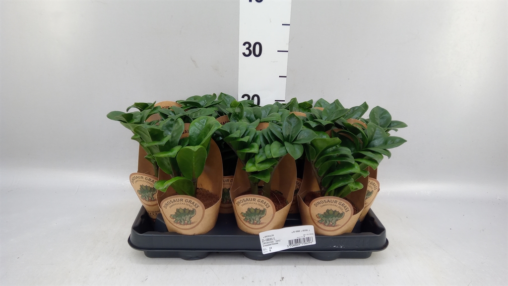 Zamioculcas Zamiifol 9Ø 35cm