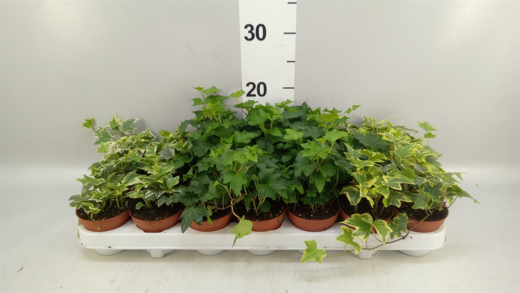 Hedera Helix Mix 8Ø 5cm