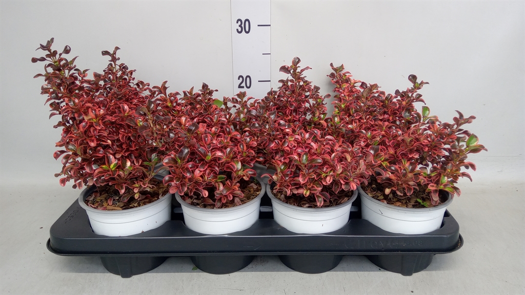 Coprosma Repens 13Ø 25cm