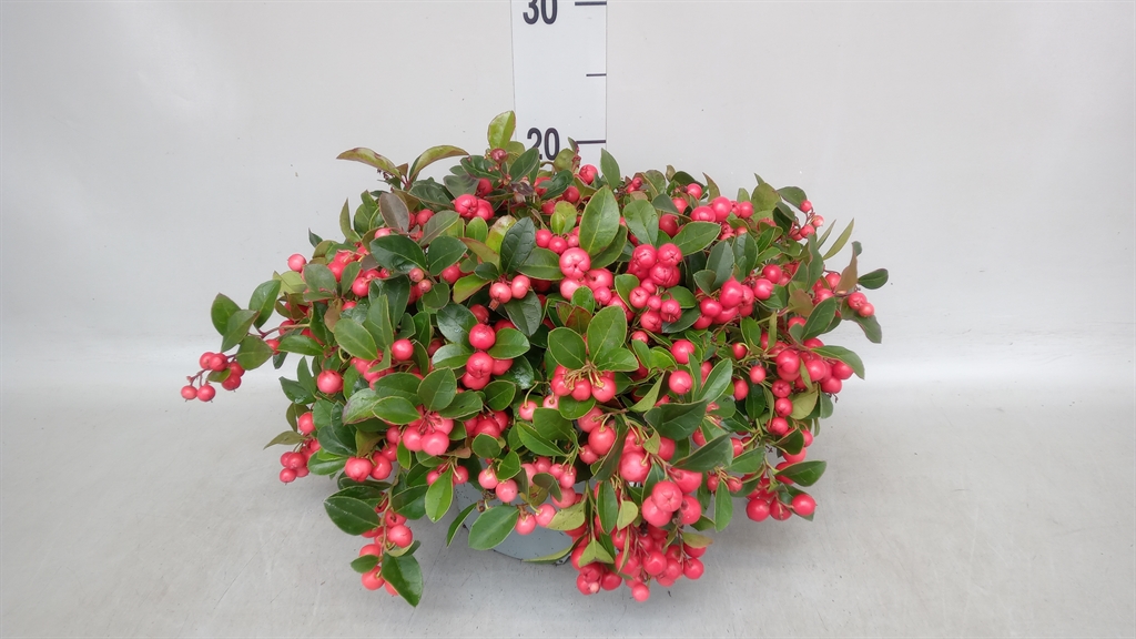 Gaultheria Procumbens 23Ø 25cm