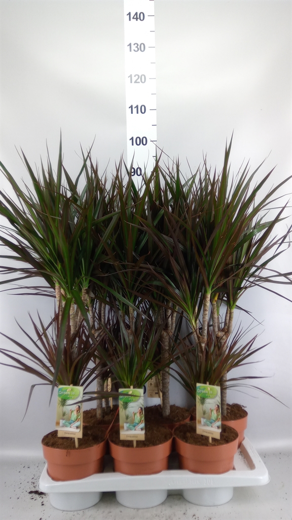 Dracaena Magenta 17Ø 80cm