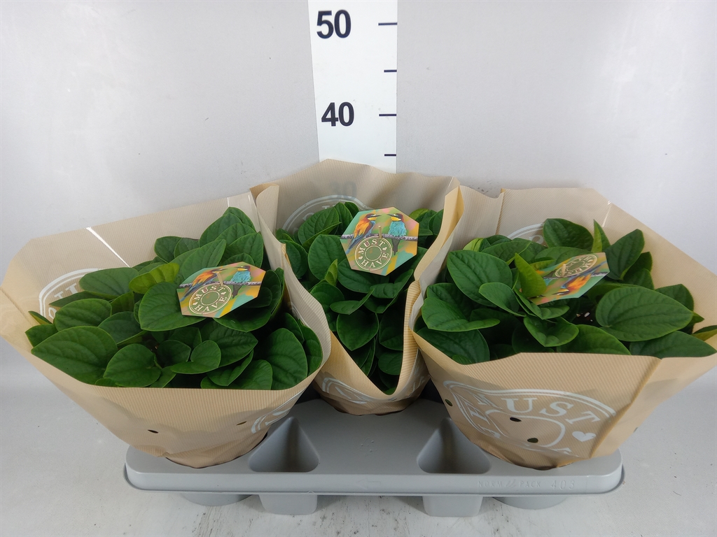 Peperomia Albovittata Rana Verde 17Ø 32cm