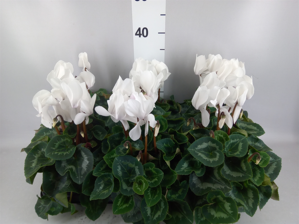 Cyclamen Super Serie Mammoth 13Ø 30cm