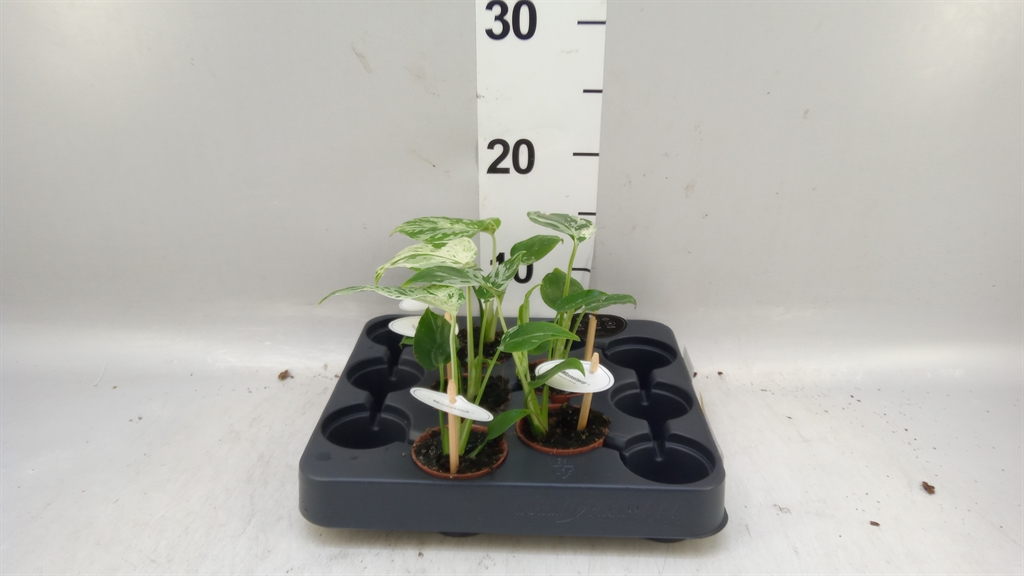 Monstera Ov 6Ø 12cm