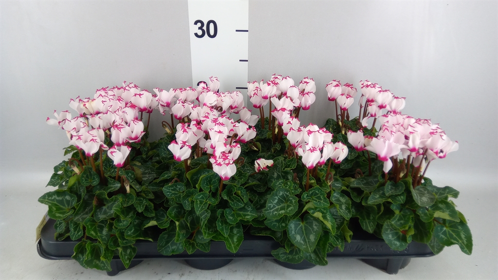 Cyclamen Super Serie Verano 10Ø 23cm