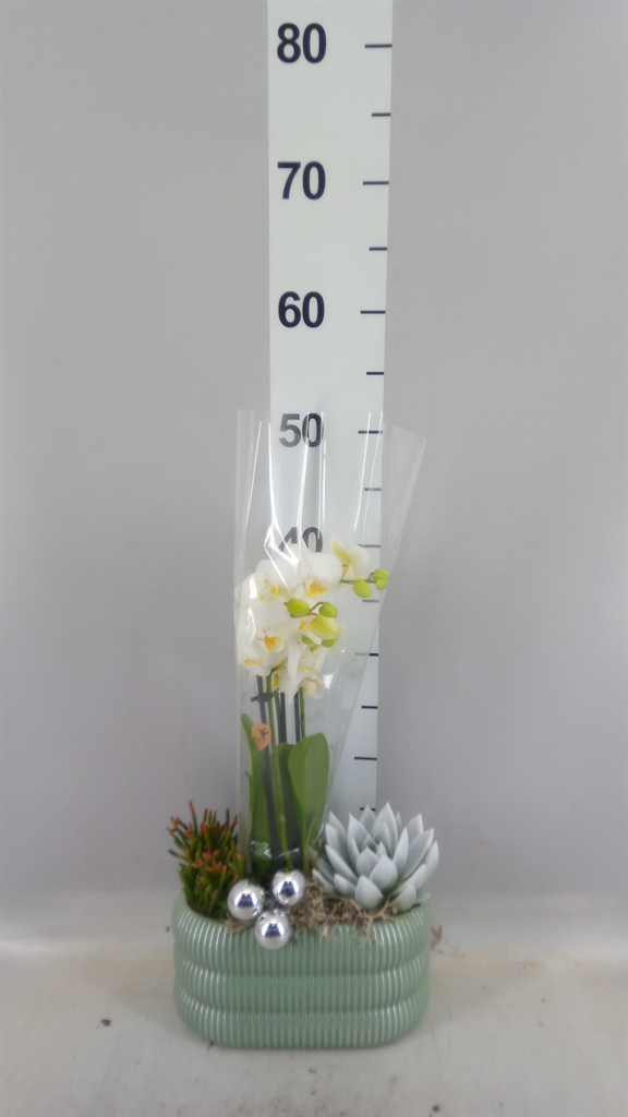 Arrangement Phalaenopsis Mt 23Ø