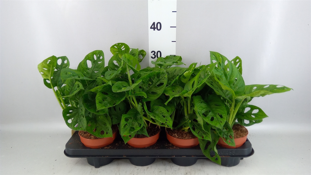 Monstera Adansonii 12Ø 30cm