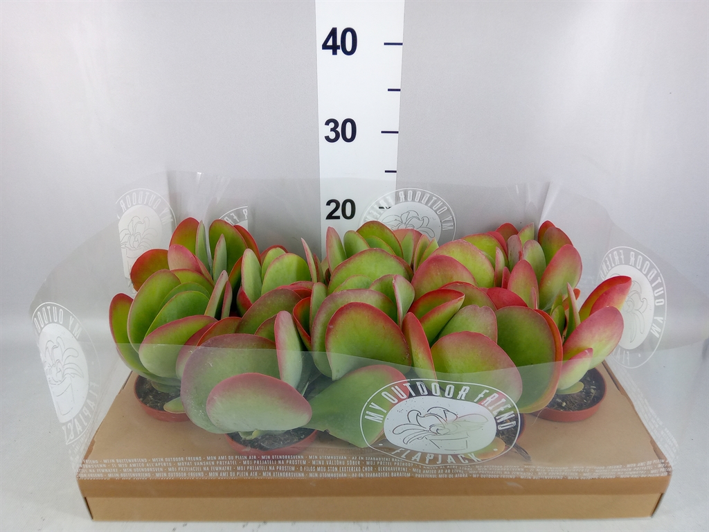 Kalanchoe Thyrsiflora 10Ø 22cm