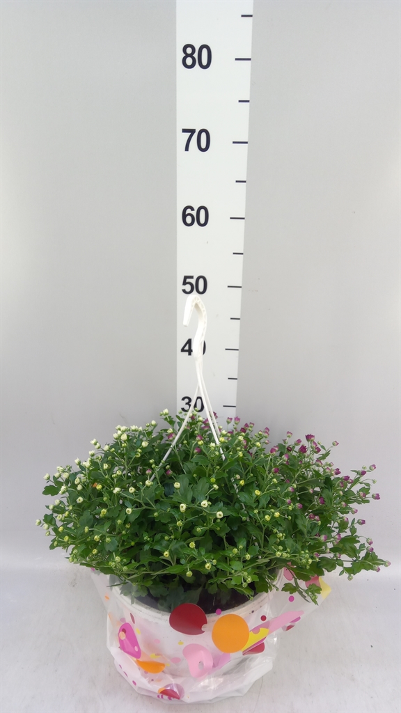 Chrysanthemum Skyfall Mix 25Ø 35cm