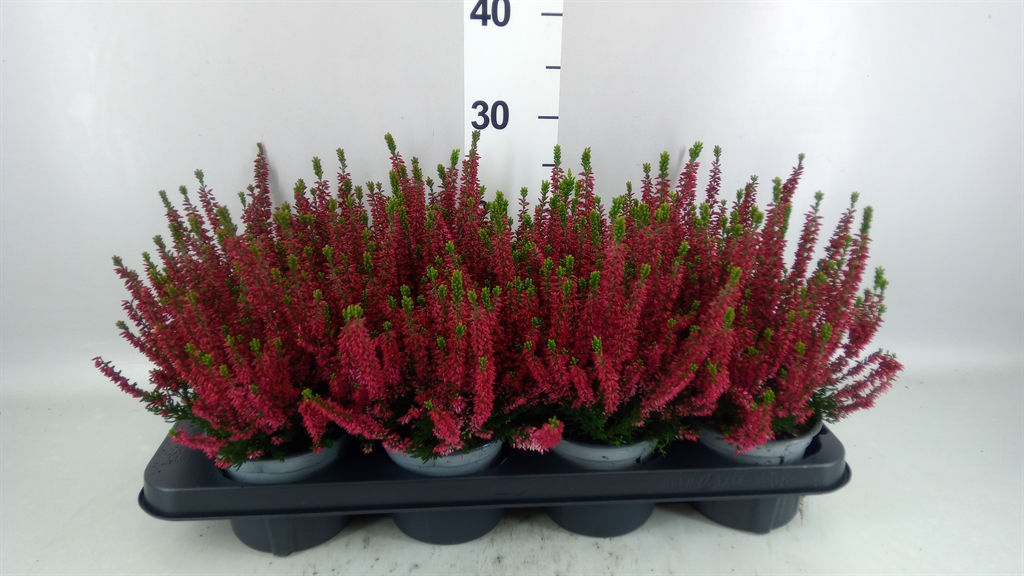 Calluna Vulgaris Beauty Ladies Steffi 12Ø 25cm