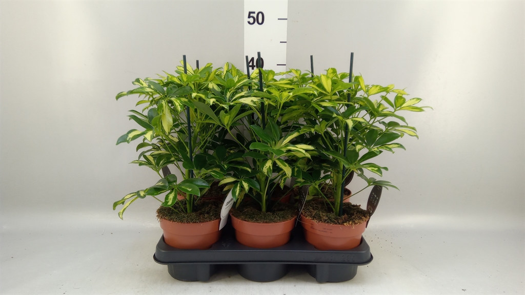 Schef Ar Gerda 13Ø 45cm