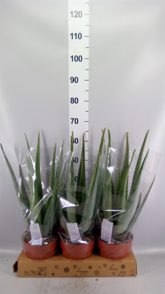 Aloe Variagata 19Ø 55cm