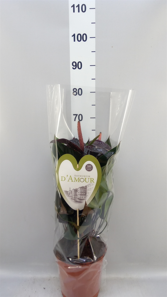 Anthurium Beauty Black 21Ø 70cm