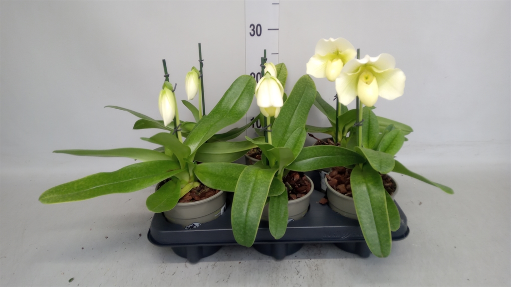 Paph Amerika Hyb Gem 12Ø 25cm