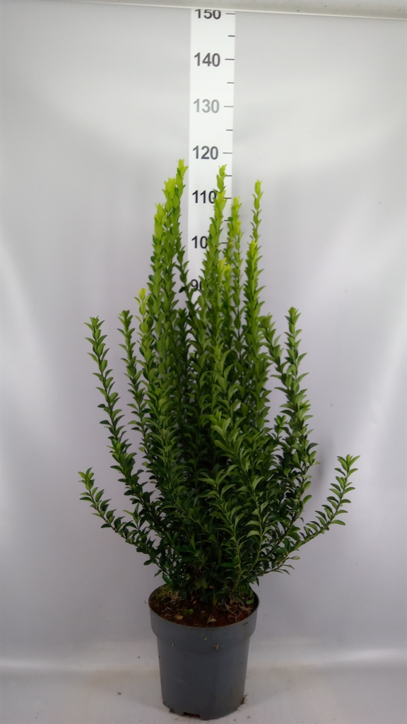 Euon Jap Overig 26Ø 60cm