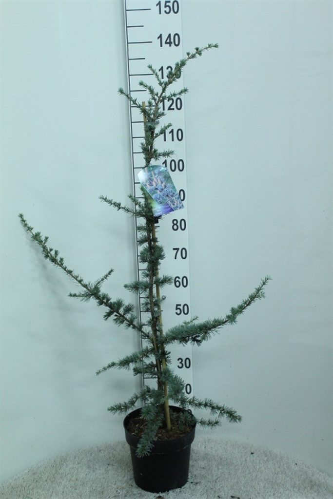 Cedrus Lib Glauca 26Ø 140cm