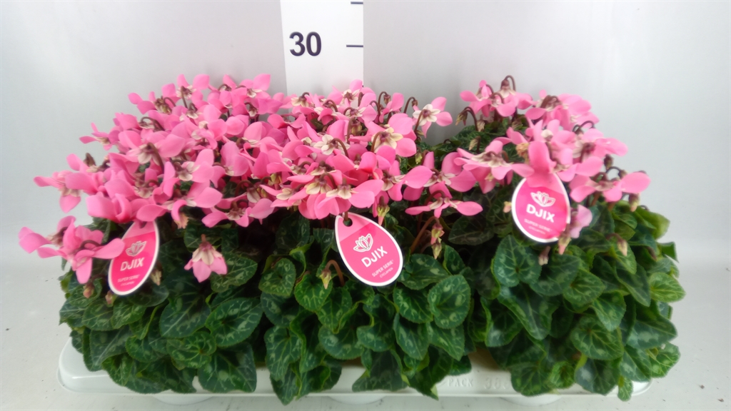 Cyclamen Super Serie Djix 13Ø 25cm