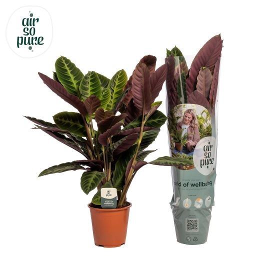 Calat Warscewiczii 19Ø 75cm