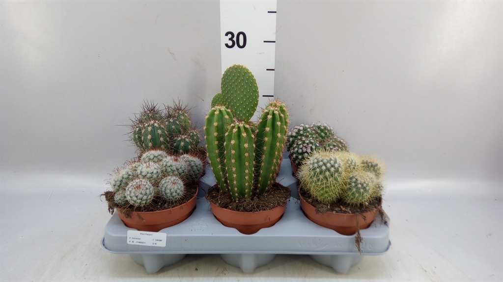 Cactus Mix 12Ø 15cm