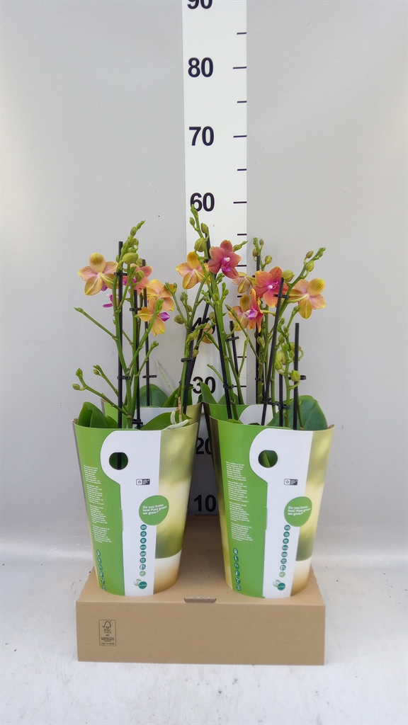 Phal Mf Ant Bolgheri 12Ø 50cm