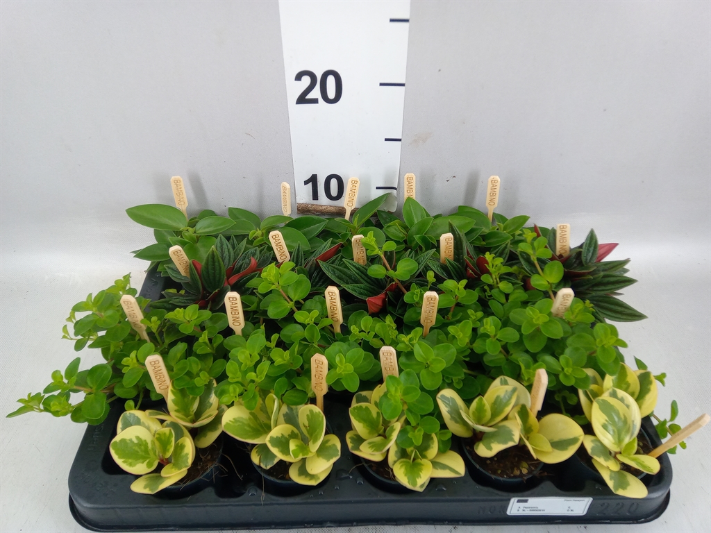 Peperomia Mix 5Ø 10cm