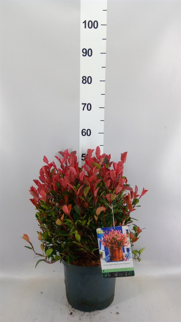 Phot Fr Litt Red Rob 23Ø 50cm