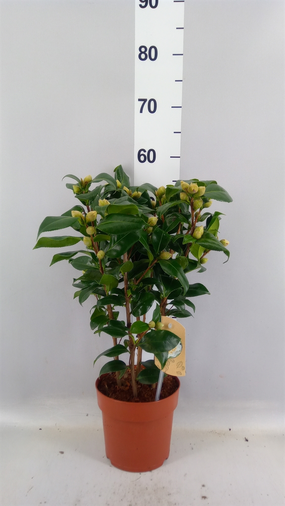 Camellia Japonica Brushfields Yellow 17Ø 55cm