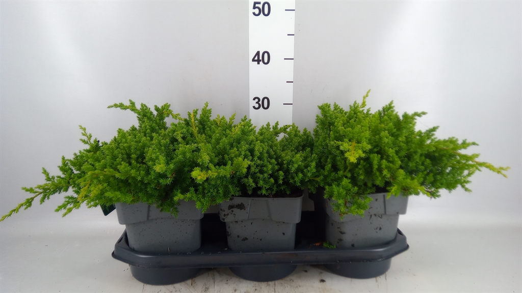 Juni Pr Nana 19Ø 25cm
