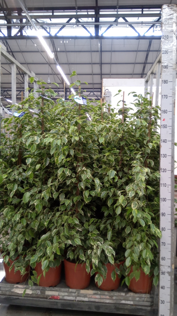Ficus Benjamina Golden King 27Ø 150cm