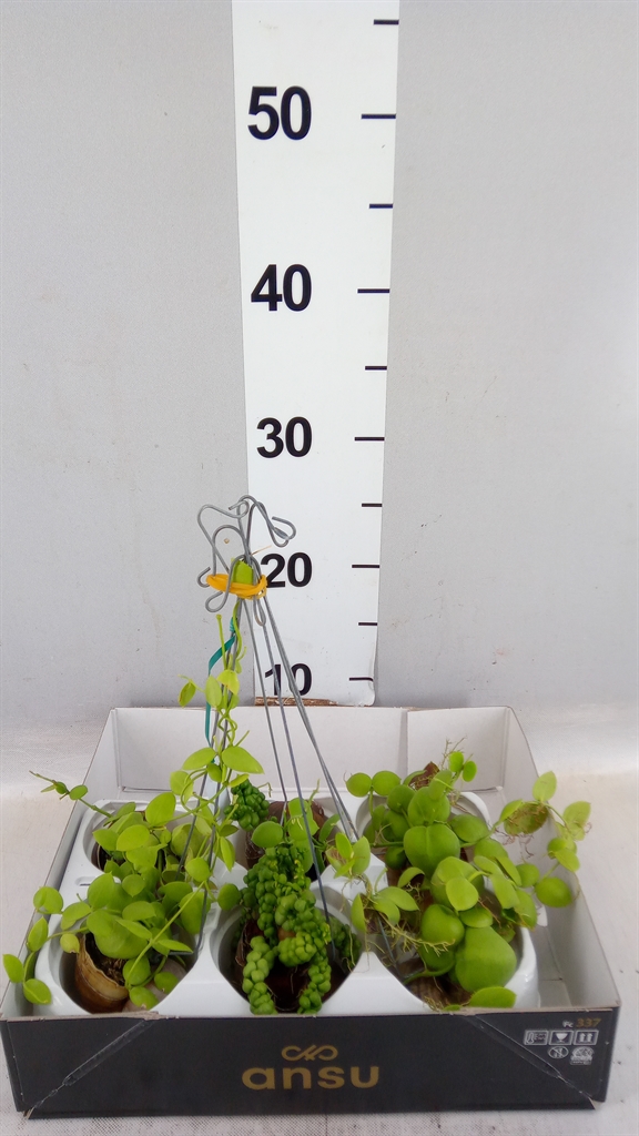 Dischidia Nummularia 10Ø