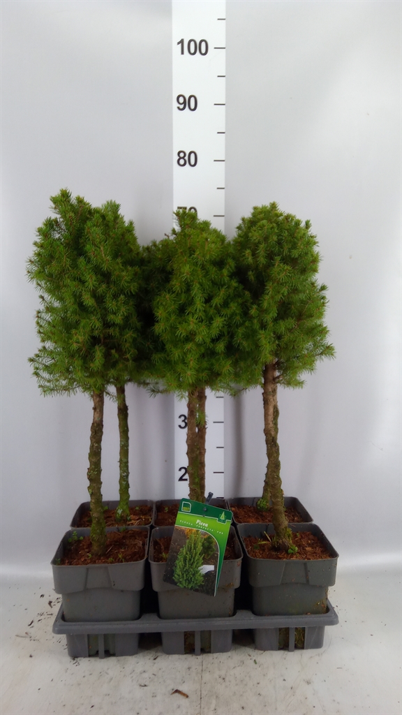 Picea Gl Perfecta 17Ø 65cm