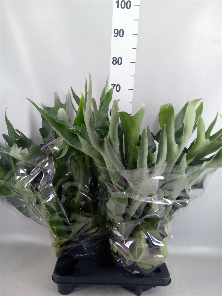 Platycerium Bifurcatum 20Ø 50cm