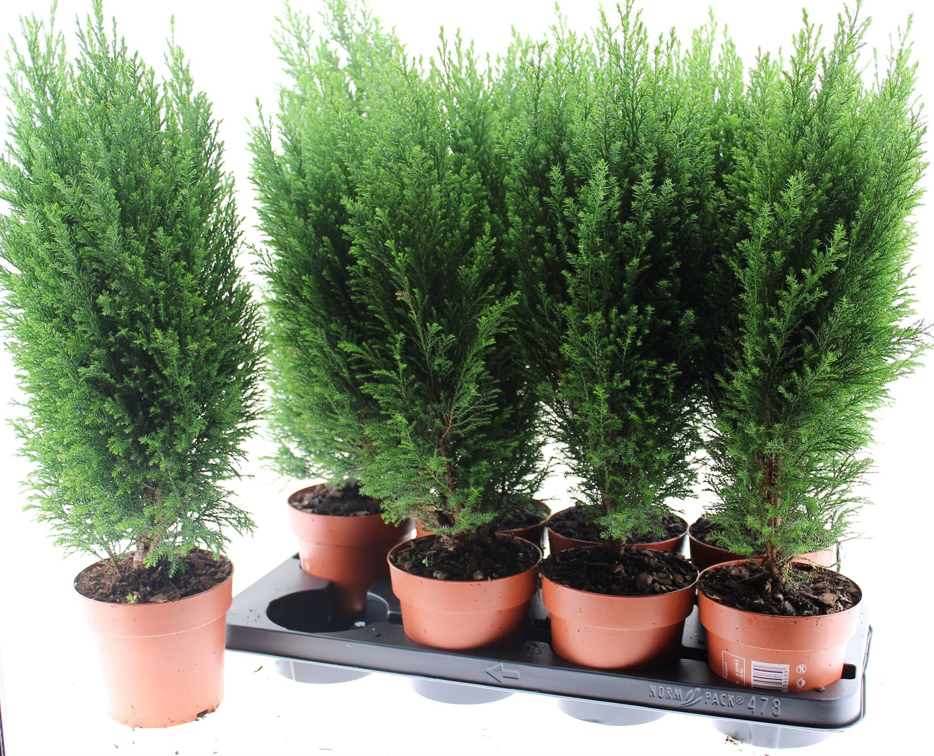 Chamaecyparis Ellwoodii 13Ø 55cm