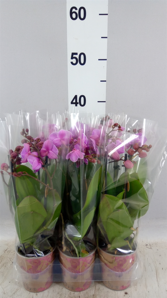 Phalaenopsis Multiflora Vienna 9Ø 40cm 3st