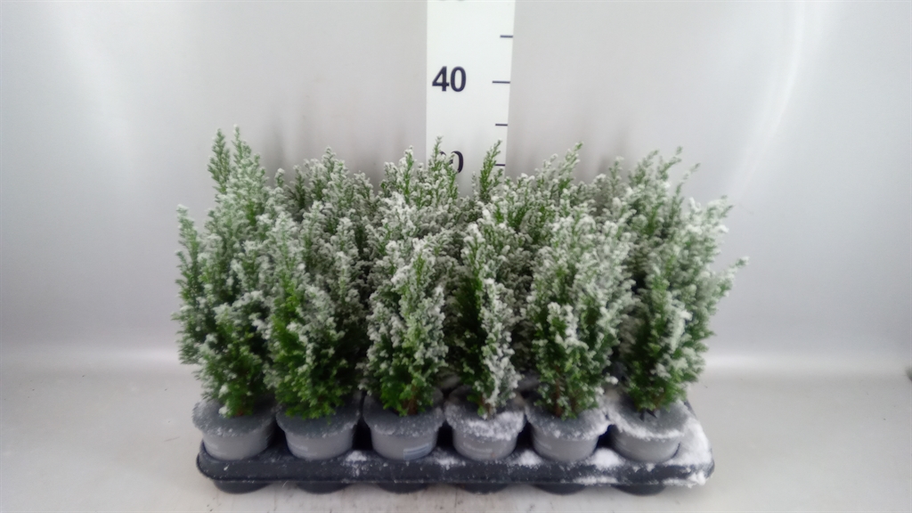 Cham L Ellwoodii 9Ø 27cm