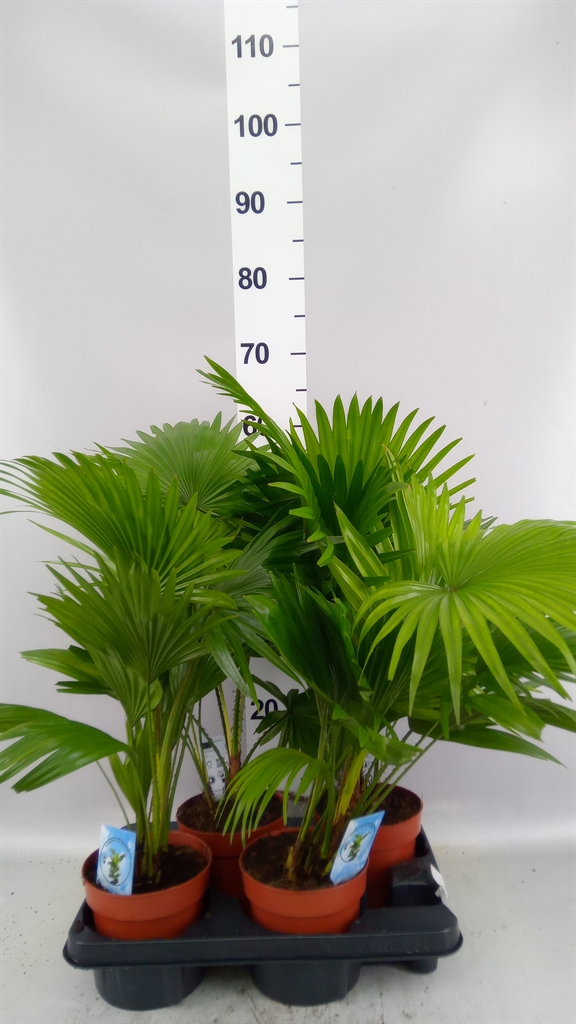 Livistona Rotundifol 14Ø 45cm