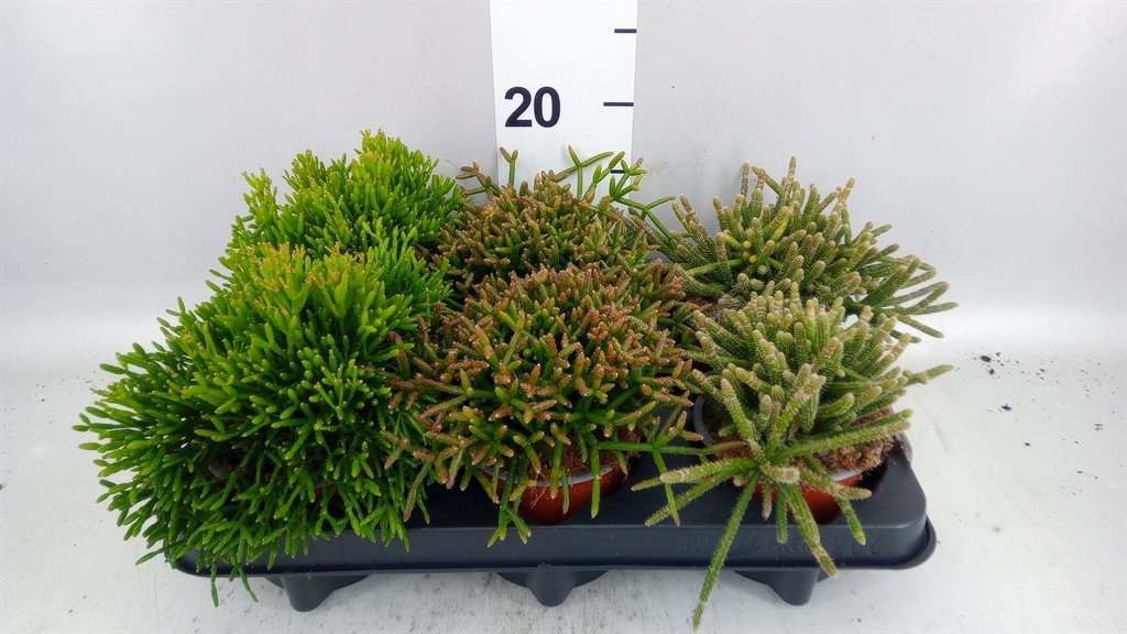 Rhipsalis Mix 10Ø 15cm