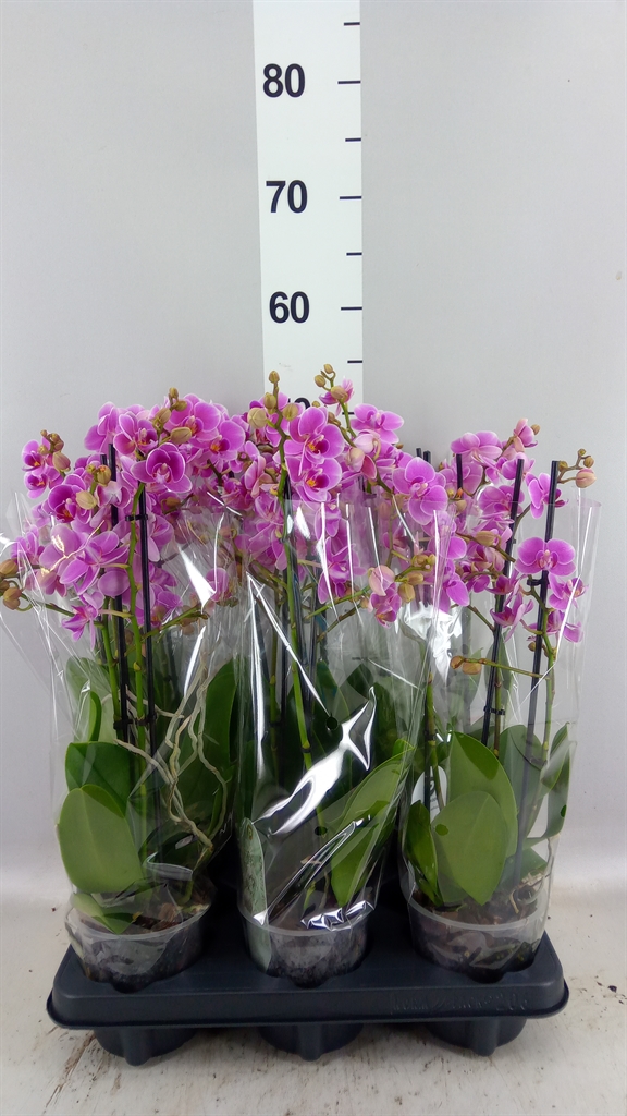 Phalaenopsis Multiflora Friday Flirt 12Ø 47cm 3st