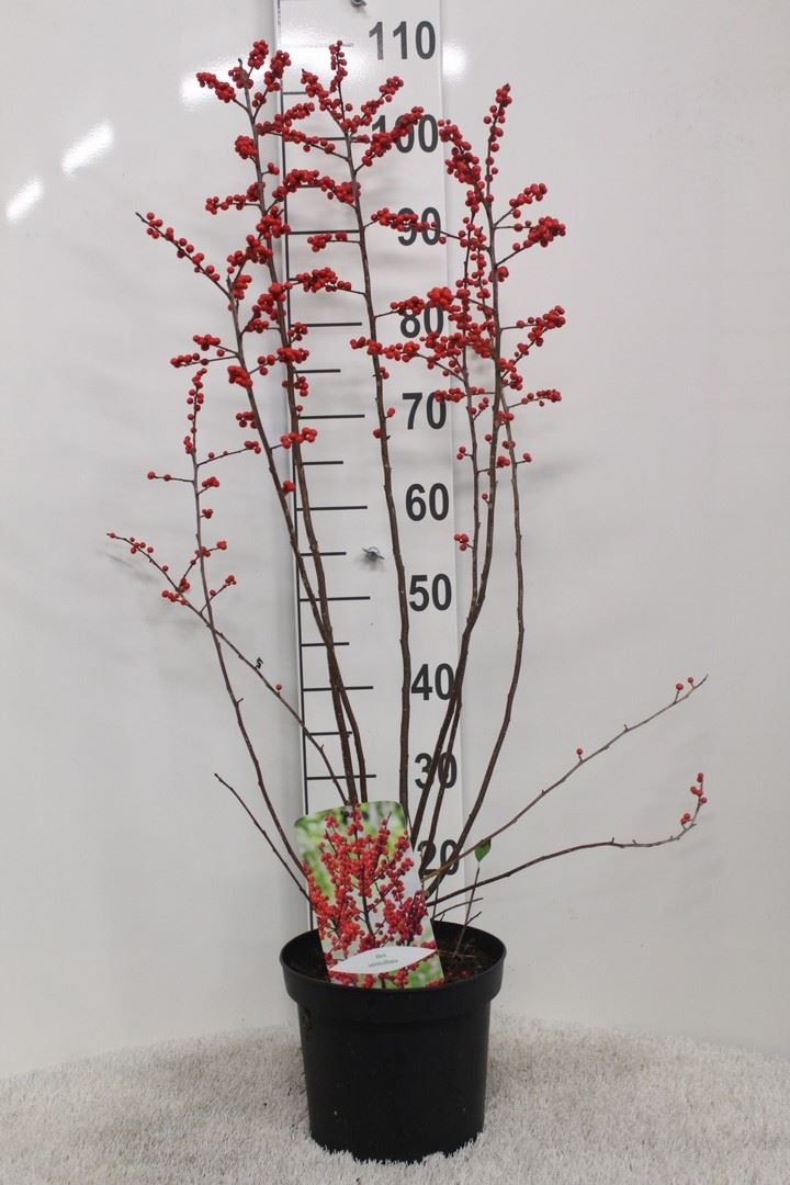 Ilex Verticillata 100cm