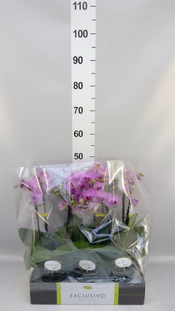 Phal Mf Ov Roze 12Ø 45cm