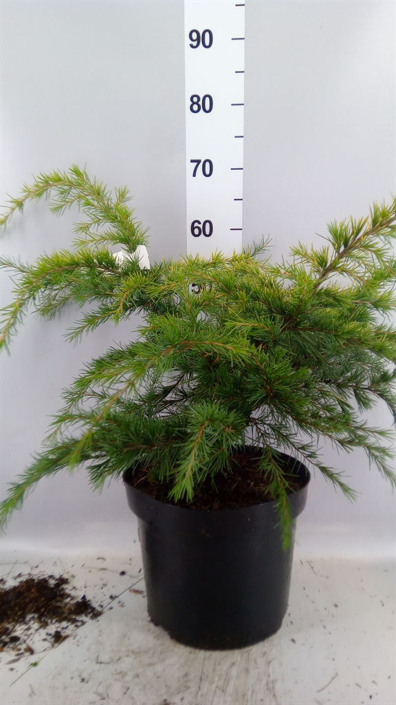 Cedru De Golden Hori 28Ø 40cm