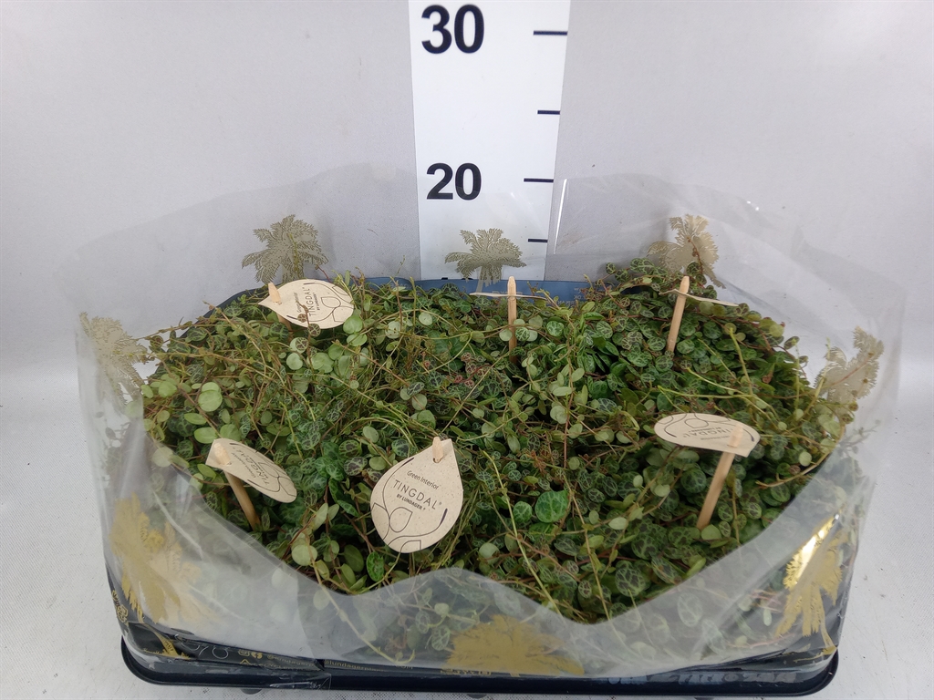 Peperomia Prostrata 12Ø 20cm