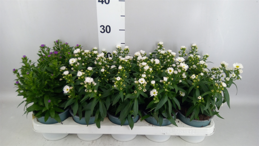 Aster Starletta Mix 12Ø 30cm