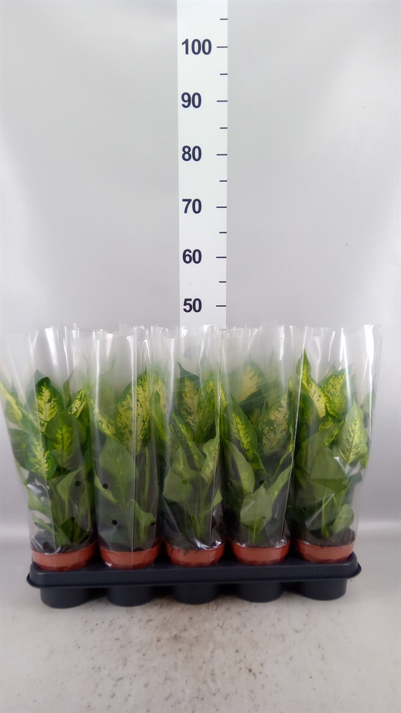 Dieffenbachia Compacta 12Ø 40cm
