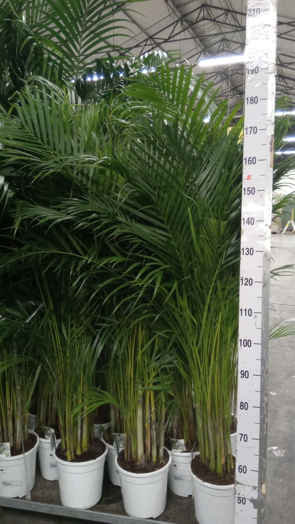Dypsis Lutescens 24Ø 160cm