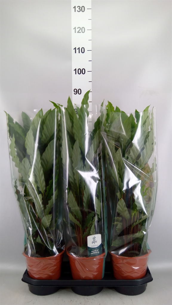 Calathea Miroscha 19Ø 85cm