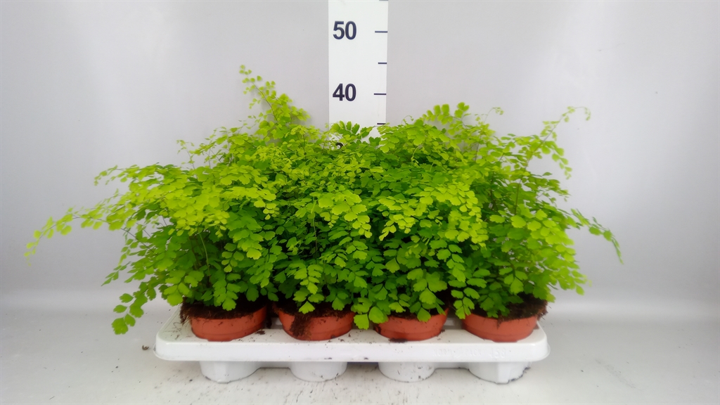 Adiantum Raddianum Fragrans 12Ø 30cm